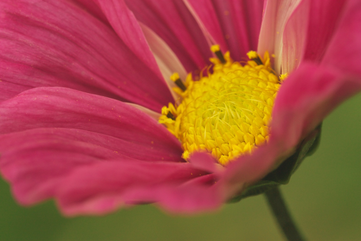 Cosmos Flower